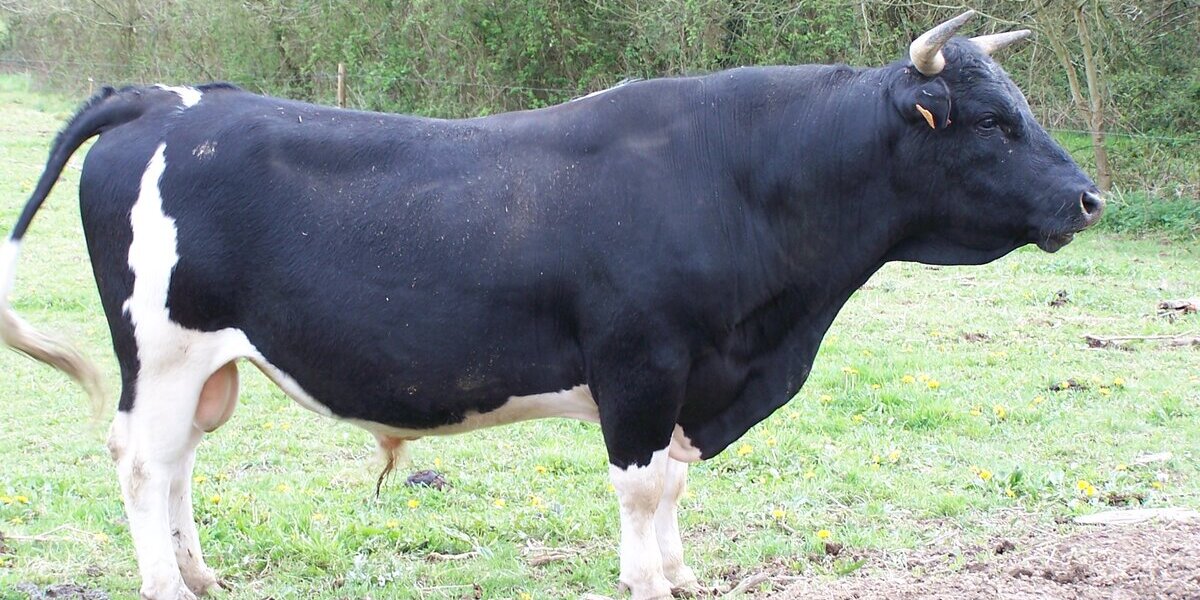 Bull Semen: The New Shock Treatment for Hair?